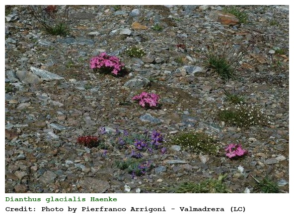Dianthus glacialis Haenke
